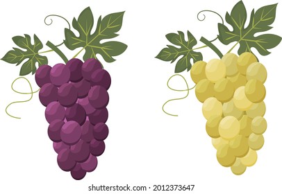 Conjunto de dos racimos de uva. Uvas verdes y moradas. Grupo de uvas. Ilustración vectorial. Aislado sobre fondo blanco.  