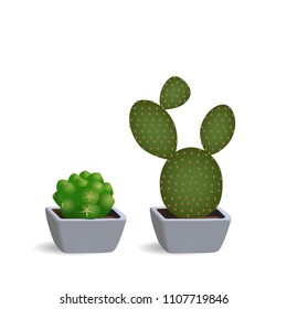 Set of two cacti in square pots. Indoor plants succulents on white background.