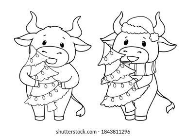 Set of two cartoon cow wearing Christmas costume and holding tree. Hand drawn contour vector illustration for children coloring book. 