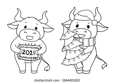 Set of two cartoon cow wearing Christmas costume and holding tree. Hand drawn contour vector illustration for children coloring book. 