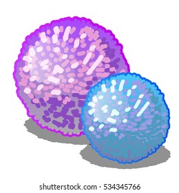 Conjunto de dois desenhos animados brilhantes pompoms cor-de-rosa e azul isolado em um fundo branco. Ilustração de close-up do vetor.

