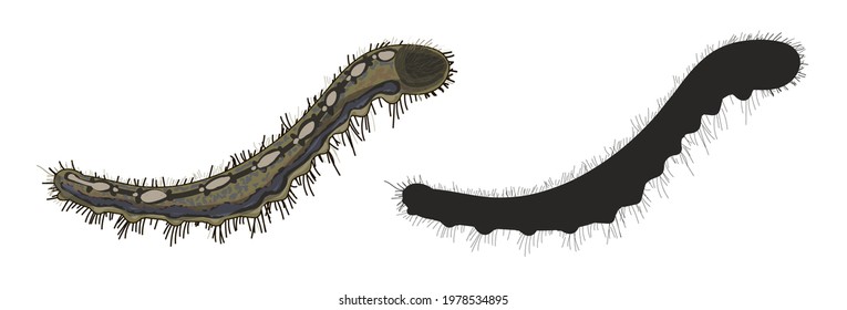 
Set of two caterpillars in cartoon style and black silhouette. The caterpillar of Malacosoma is brown and fluffy. Stock vector illustration isolated on white background