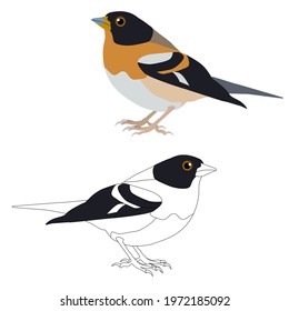Set of two chaffinches coloured and an outline for colouring