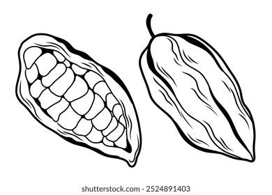 Set of two cocoa fruits whole and cut, cocoa bean in skin lineart isolated on white