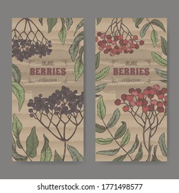 Set of two color labels with Sambucus aka elderberry and Rowan aka Sorbus aucuparia branch sketch. Berry fruits series. Great for traditional medicine, perfume design, cooking or gardening.