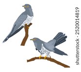 A set of two cuckoos sitting on vertical and horizontal branches on a white background.  Birds look to the right. Vector, flat. The image has a calm and peaceful mood