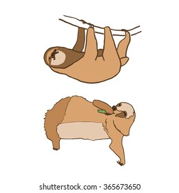 Set of two cute sloths