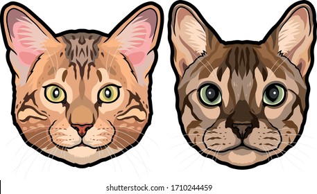 Set of two detailed colored house cat heads vector illustration isolated