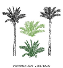 
Set of two different date palms.Vector elements of exotic nature on a white background. Realistic sketch.

