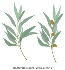 Set of two different olive tree branches