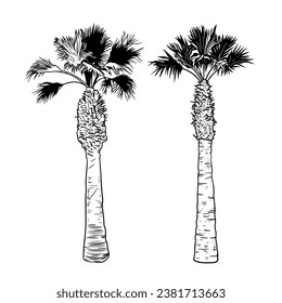 
Set of two different palm trees. Vector elements of exotic nature on a white background. Realistic sketch.
