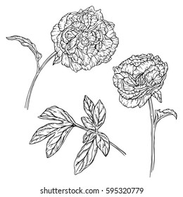 Set of two drawn with ink fine peony flowers and leaves. Vector illustration. Page for coloring