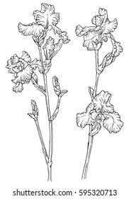 Set of two drawn with ink iris flowers drawn with ink. Vector illustration. Page for coloring