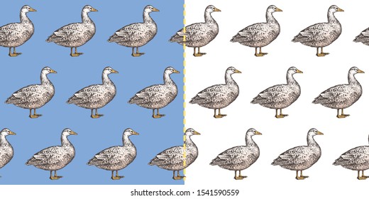 A set of two endless patterns with realistic hand-drawn duck silhouettes. Isolated on white+blue background. Vector.