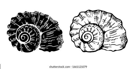 Set of two engraving Nautilus seashells on white background in hand drawn style with engraved line. Black and white vector illustration. Template notebook, cards, T-shirt, posters.