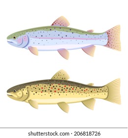 Set of two fish, rainbow trout and brown trout, isolated