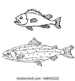 Set of Two Fishes. Freshwater Fish. Realistic Vector Illustration Isolated On a White Background