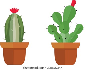 conjunto de dos cactus con flores