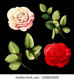 Set of two flowers. Roses with branch and leaf. Can be used in design purpose. Hand drawn illustration, vector - stock.