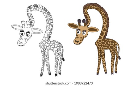 Un conjunto de dos jirafas. Dibujar una jirafa en estilo de caricatura y color. Ilustración vectorial de material aislada en un fondo blanco.
