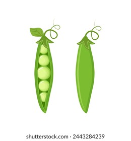 Set of two green peas isolated on white background vector illustration.