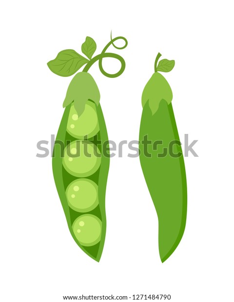 白い背景に2つの緑のエンドウ豆のセット ベクターイラスト のベクター画像素材 ロイヤリティフリー