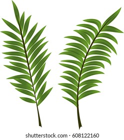 Set of two green realistic palm branches. Leaves of tropical plants. Vector illustration, can be used in the newsletter, brochures, postcards, tickets, advertisements, banner. 