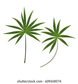 Set of two green realistic palm branches. Leaves of tropical plants. Fan-shaped palm. Vector illustration, can be used in the newsletter, brochures, postcards, tickets, advertisements, banner. 