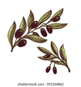 Set of two hand drawn olive branches with black olives