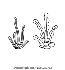 Set of two hand drawn seaweed isolated on a white background. Doodle, simple outline illustration. It can be used for decoration of textile, paper.