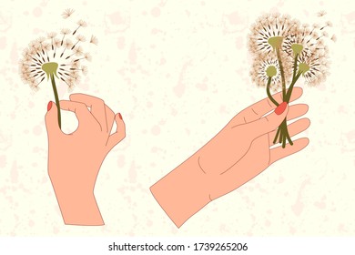 Set of two hands and dandelion bouquet in flat style. Meadow blossom. Vector isolated art concept.