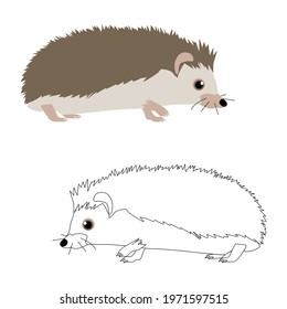 Set of two hedgehog and an outline for coloring