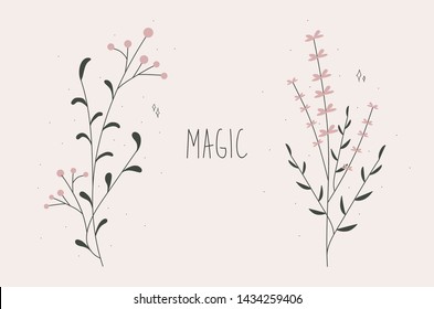 Set of two herbal plants with pink flowers and "magic" word.