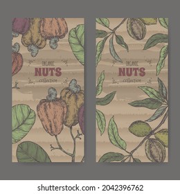 Conjunto de dos etiquetas con prunus dulcis aka almond y Anacardium occidentale aka cashew branch y nueces color sketch. Serie de nueces culinarias. Ideal para el diseño de medicina tradicional, la cocina o la jardinería.