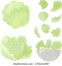 Conjunto de dos hojas de lechuga y ensalada. Ilustración vectorial.