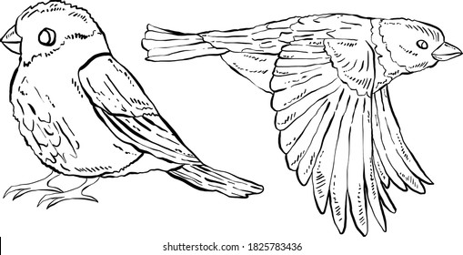 Set von zwei kleinen Vögeln, detaillierte handgezeichnete Illustrationen einzeln auf weißem Hintergrund.