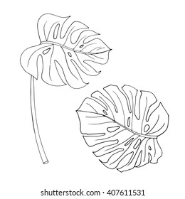 Set of two monstera leaves in black and white colors. Hand drawn design elements. Vector isolated.