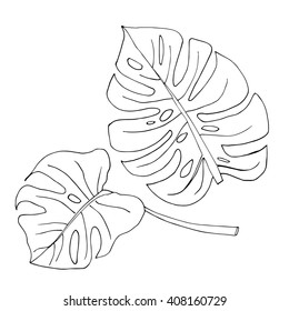 Set of two monstera leaves in black and white colors. Hand drawn design elements. Vector isolated. Line drawing.