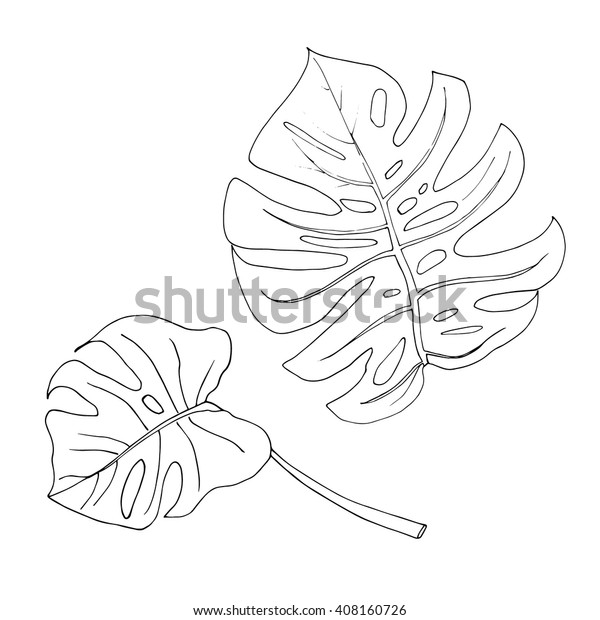 Set Two Monstera Leaves Black White Stock Vector (Royalty Free) 408160726