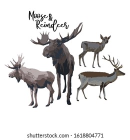 Set of two moose and reindeers. Vector animals isolated on white background