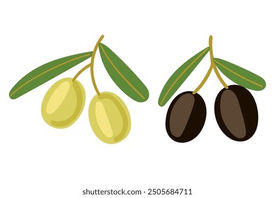 Set of two olive branches. Green and black olives. Mediterranean natural plant with leaf and fruit. Vector illustration isolated on white background