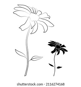 Set of two open heliopsis blossom vector outline and silhouette illustration isolated on white background. Vector sketch style top view hand drawing of wild, heliopsis, false sunflower.