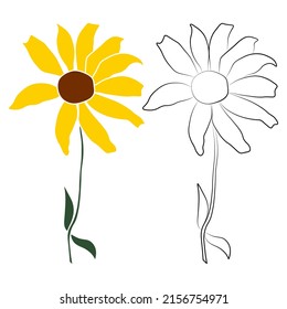 Set of two open heliopsis blossom vector outline and color illustration isolated on white background. Vector sketch style top view hand drawing of wild, heliopsis, false sunflower.