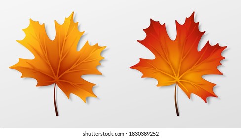 Set of two orange maple leaves with realistic shadow. Isolated on the white gray background. Vector illustration.