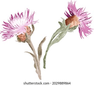 set of two pink wild detailed vector flowers, isolated and stylized