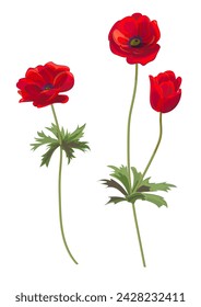 Set of two poppies. Red poppy flowers or anemones, stems and leaves on white background. Draw in watercolor painting style. Realistic illustration for Anzac Day in Australia and New Zealand, vector