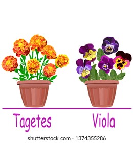 set of two pots with bright blooming marigolds and pansies isolated on white background