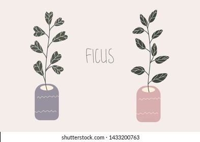 Set of two potted ficus trees in decorative pots with "ficus" word.