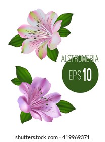 Set of two realistic alstromeria flowers. White and pink alstromeria flower with pink and green colors isolated vector illustration on white.