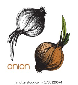 Set of two realistic design onions isolated on white. Natural black and white and brown beige onion sketch ink style. Hand drawn real looking pair of fresh vegetables. Healthy organic food green onion